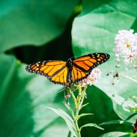 monarch butterfly